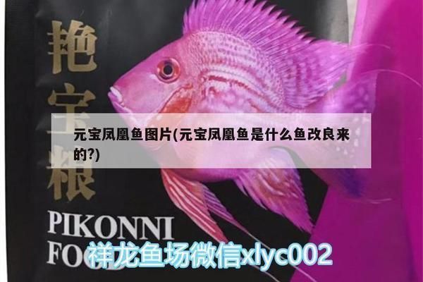 元寶鳳凰魚壽命為啥很短：元寶鳳凰魚最佳飼養環境，如何預防元寶鳳凰魚疾病
