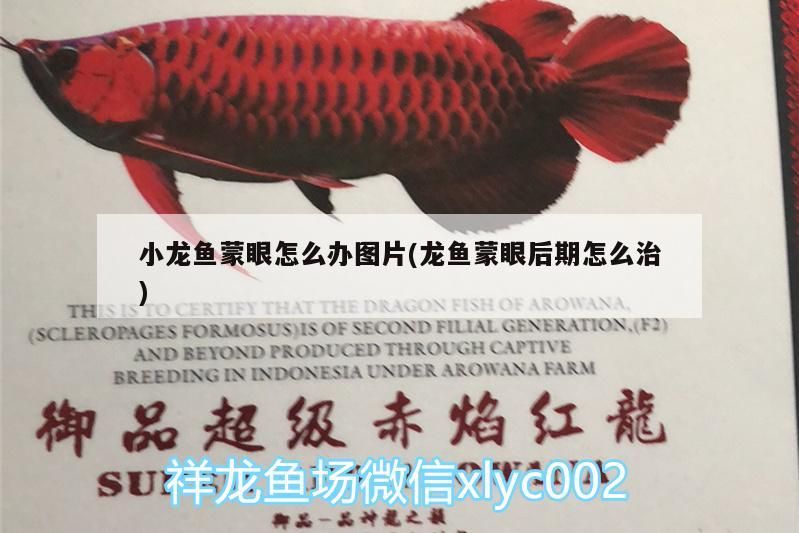 小龍魚蒙眼怎么辦圖片(龍魚蒙眼后期怎么治)