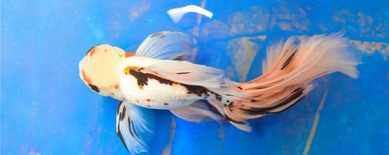 鸚鵡魚和銀龍魚混養怎樣喂食 白點病加溫30后多久換水白點病用什么藥 可麗愛魚缸 白點病加溫30后多久換水白點病用什么藥 白點病加溫30后多久換水白點病用什么藥 可麗愛魚缸