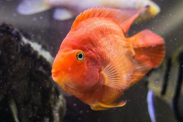 詳細閱讀:可麗愛愛唯希魚缸(可麗愛愛唯希魚缸產地) 可麗愛愛唯希魚缸(可麗愛愛唯希魚缸產地)