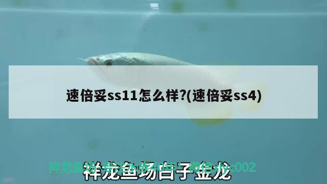 速倍妥ss11怎么樣?(速倍妥ss4)