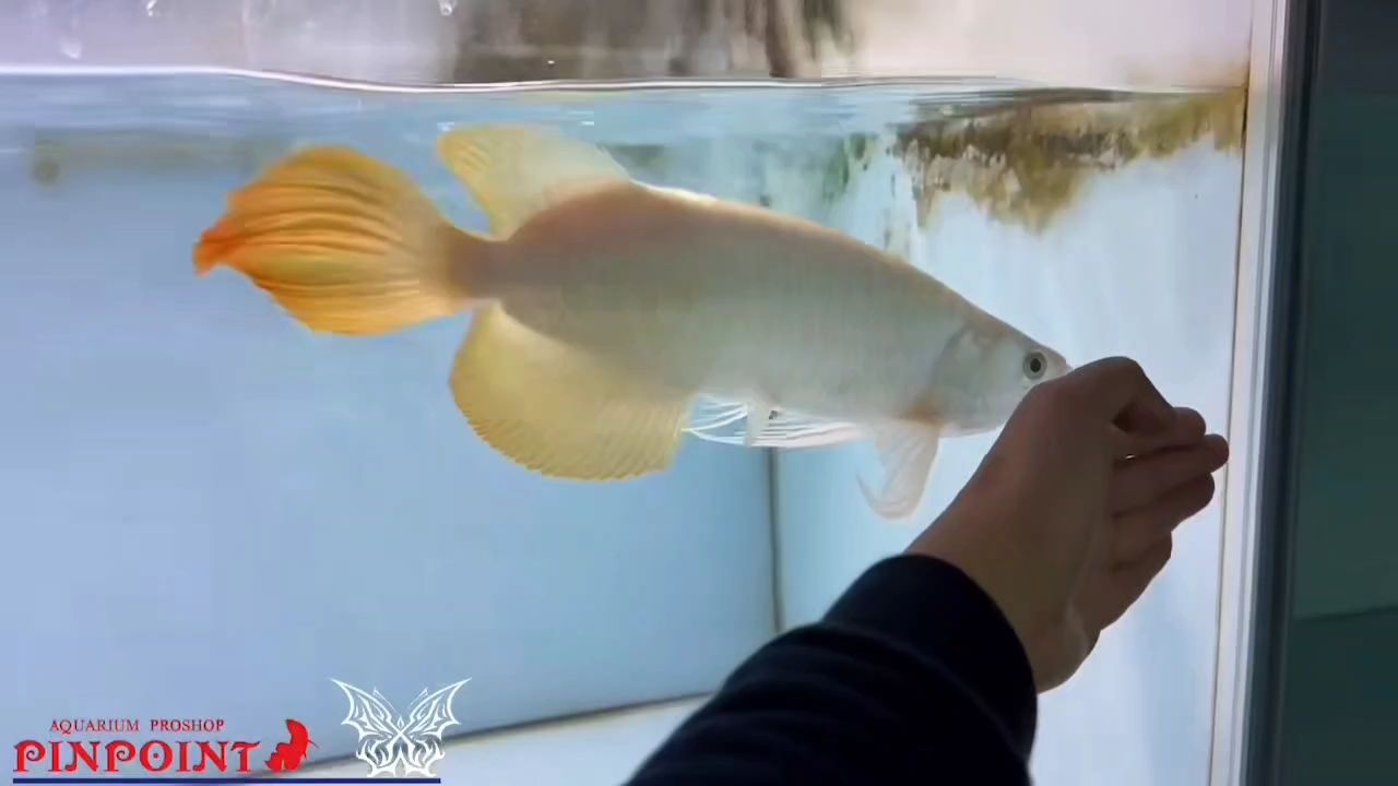 鸚鵡魚和銀龍魚混養怎樣喂食 超級火炬尾,藝術品 龍魚論壇 超級火炬尾,藝術品 超級火炬尾,藝術品 龍魚論壇