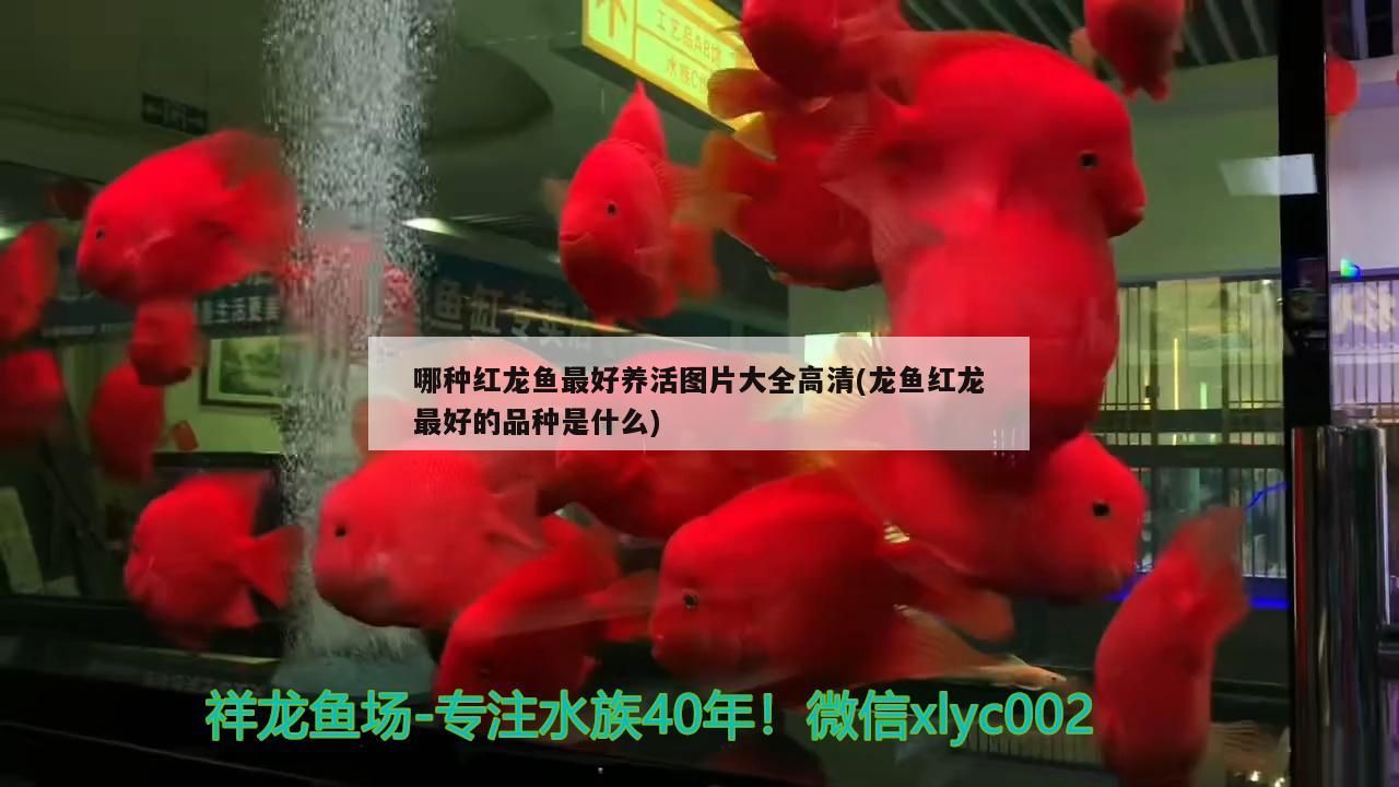 金龍魚 哪種紅龍魚最好養活圖片大全高清(龍魚紅龍最好的品種是什么) 可麗愛魚缸 哪種紅龍魚最好養活圖片大全高清(龍魚紅龍最好的品種是什么) 哪種紅龍魚最好養活圖片大全高清(龍魚紅龍最好的品種是什么) 可麗愛魚缸