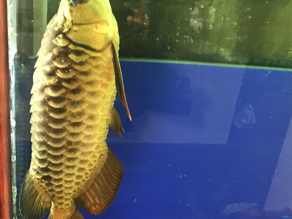 龍魚金龍魚怎么樣：金龍魚的繁殖技巧 龍魚金龍魚怎么樣：金龍魚的繁殖技巧 金龍魚百科 第5張