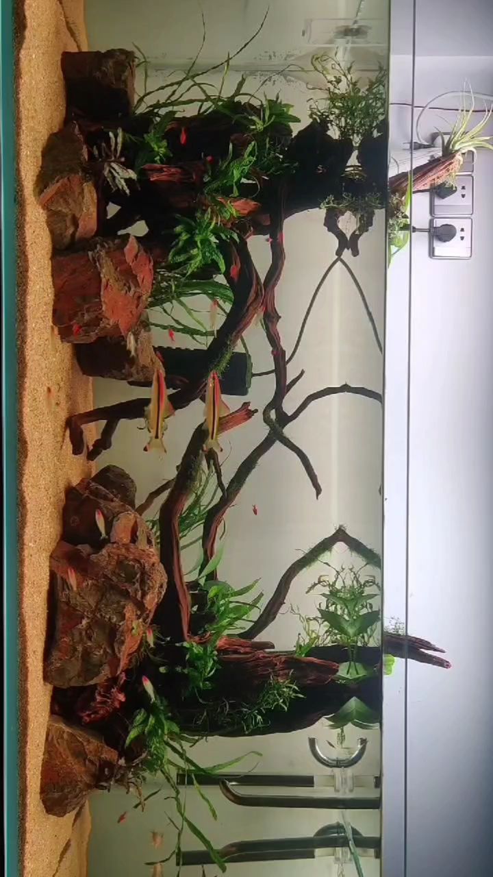 龍魚怕什么 新開缸 龍魚論壇 新開缸 新開缸 龍魚論壇