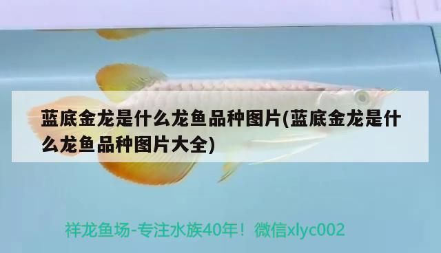 瀘州二手魚(yú)缸交易市場(chǎng)在哪里呀的簡(jiǎn)單介紹