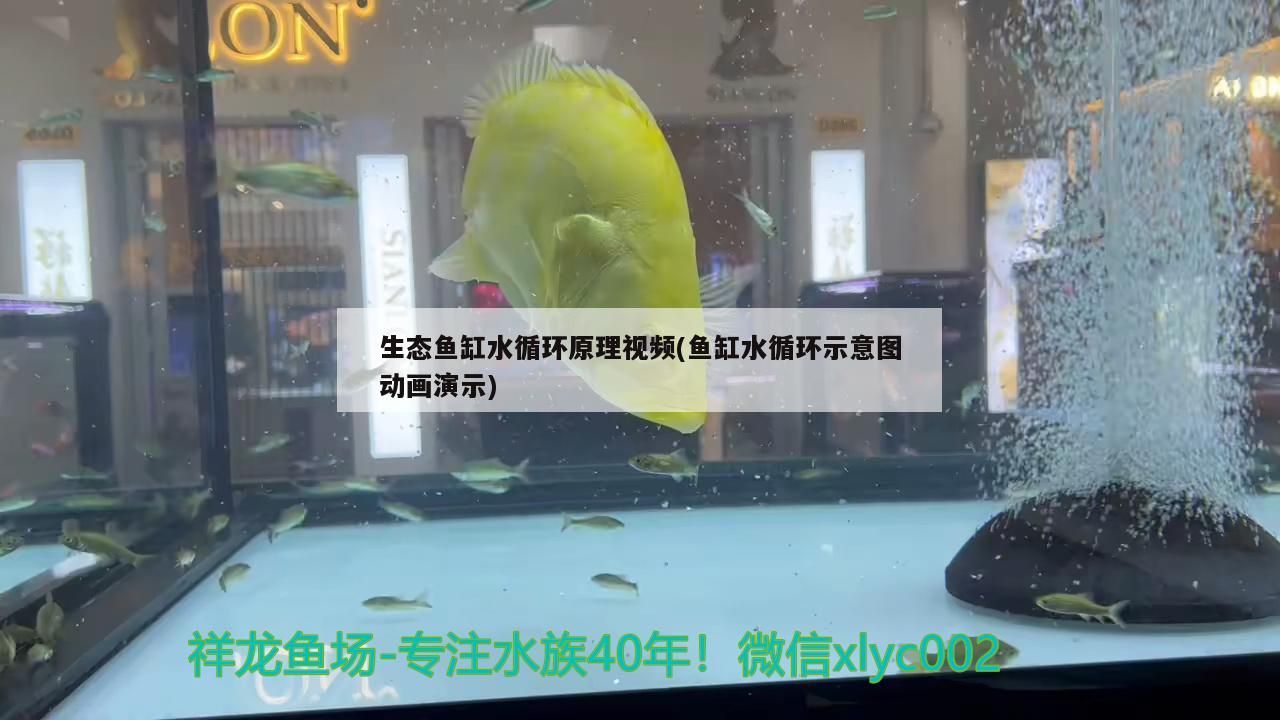 生態魚缸水循環原理視頻(魚缸水循環示意圖動畫演示)