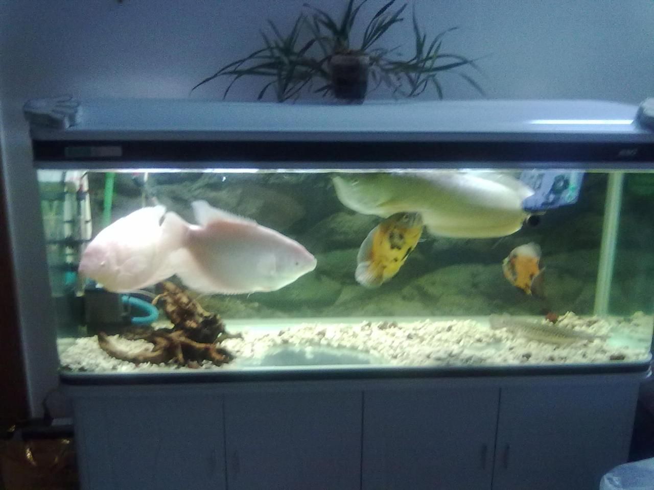 30寬的魚缸能養銀龍嗎：30厘米寬的魚缸不足以滿足銀龍魚的養殖需求，打造美麗的魚缸景觀