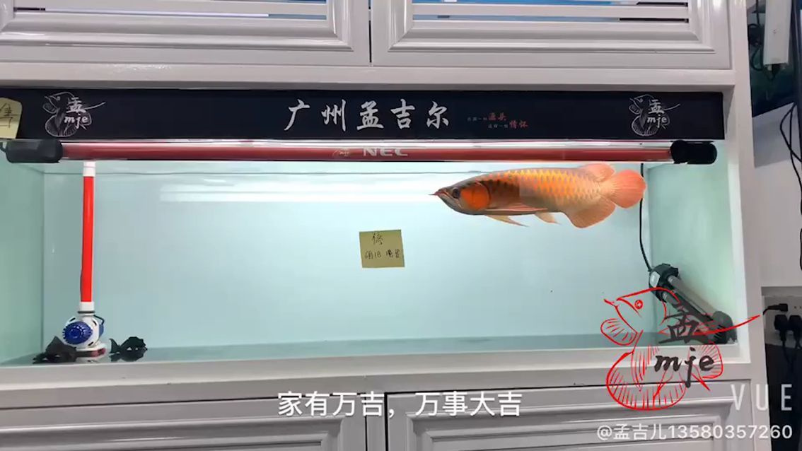 孟吉爾～萬吉起飛 孟吉爾～萬吉起飛 廣州孟吉爾
