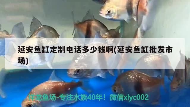 延安魚缸定制電話多少錢啊(延安魚缸批發市場)