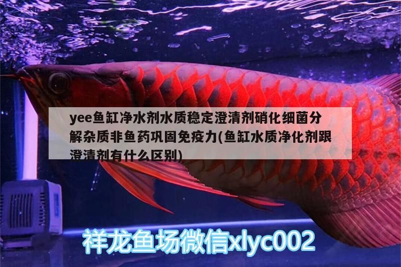 yee魚缸凈水劑水質穩定澄清劑硝化細菌分解雜質非魚藥鞏固免疫力(魚缸水質凈化劑跟澄清劑有什么區別) yee魚缸凈水劑水質穩定澄清劑硝化細菌分解雜質非魚藥鞏固免疫力(魚缸水質凈化劑跟澄清劑有什么區別) yee