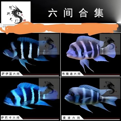 魚缸過濾器選購指南:自制魚缸過濾器魚缸上置過濾器對于養(yǎng)魚愛好者的必備知識 攢積分 龍魚論壇 攢積分 攢積分 龍魚論壇