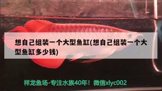 想自己組裝一個大型魚缸(想自己組裝一個大型魚缸多少錢)