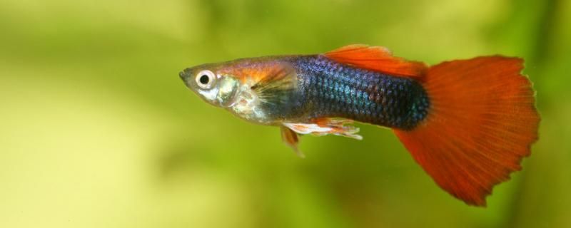 飼料 鳳尾魚飼養的注意事項 九鼎魚缸 鳳尾魚飼養的注意事項 鳳尾魚飼養的注意事項 九鼎魚缸