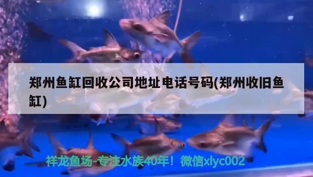 鄭州魚缸回收公司地址電話號碼(鄭州收舊魚缸) 鄭州魚缸回收公司地址電話號碼(鄭州收舊魚缸) 可麗愛魚缸
