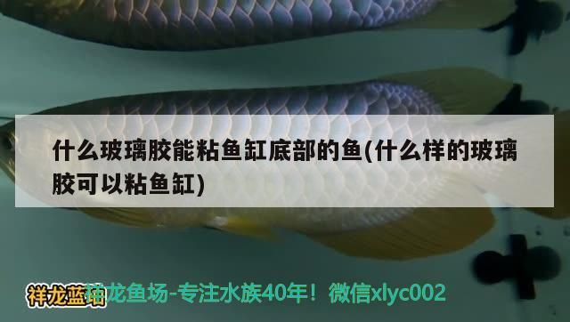 什么玻璃膠能粘魚缸底部的魚(什么樣的玻璃膠可以粘魚缸)
