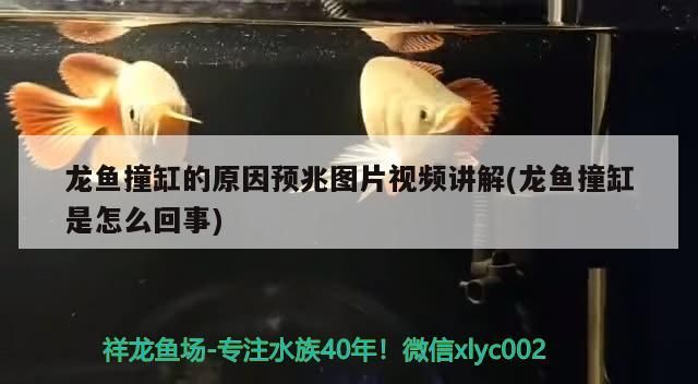 龍魚撞缸的原因預(yù)兆圖片視頻講解(龍魚撞缸是怎么回事) 龍魚撞缸的原因預(yù)兆圖片視頻講解(龍魚撞缸是怎么回事) 元寶鳳凰魚百科