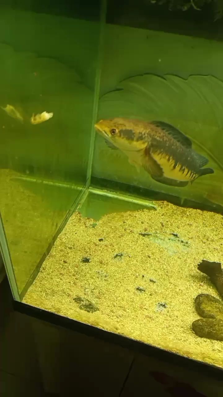 喂魚打卡 喂魚打卡 龍魚論壇