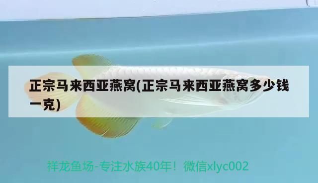 魚缸過濾器選購指南:自制魚缸過濾器魚缸上置過濾器對于養魚愛好者的必備知識 孟吉爾~孟吉爾小孟嘴貼合美 廣州孟吉爾 孟吉爾~孟吉爾小孟嘴貼合美 孟吉爾~孟吉爾小孟嘴貼合美 廣州孟吉爾