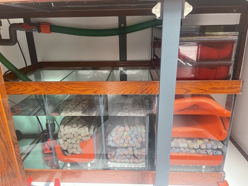 鸚鵡魚和銀龍魚混養怎樣喂食 這個過濾很強大 龍魚論壇 這個過濾很強大 這個過濾很強大 龍魚論壇