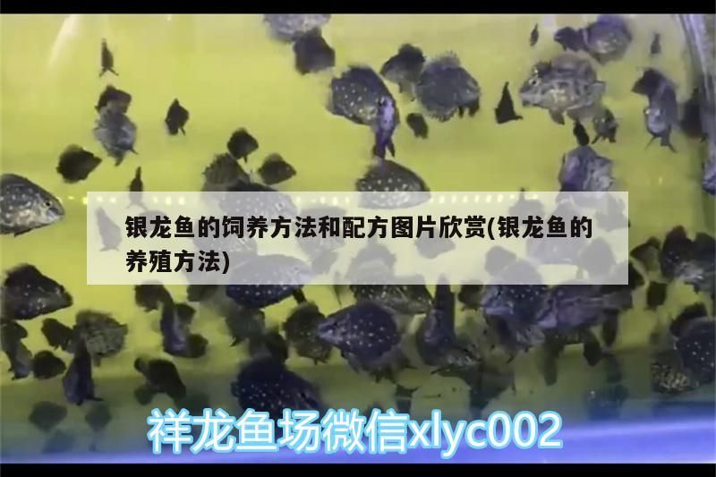 銀龍魚的飼養方法和配方圖片欣賞(銀龍魚的養殖方法)