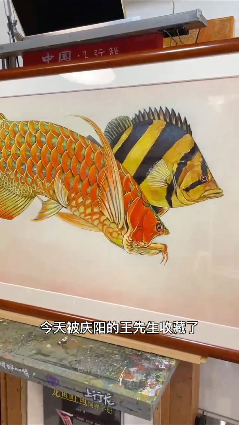 鸚鵡魚和銀龍魚混養怎樣喂食 養魚的快樂很簡單,只需一眼便是好心情! 龍魚論壇 養魚的快樂很簡單,只需一眼便是好心情! 養魚的快樂很簡單,只需一眼便是好心情! 龍魚論壇