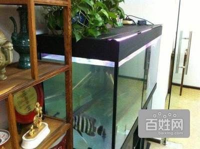 yeeking魚缸：yeeking魚缸怎么樣？ yeeking魚缸：yeeking魚缸怎么樣？ yee 第4張