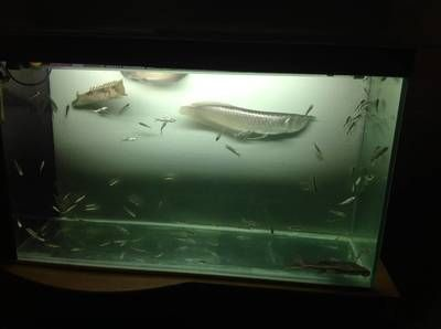 90魚缸可以養銀龍到多長：90cm長的魚缸可以生長到接近缸長的程度，需要注意什么 90魚缸可以養銀龍到多長：90cm長的魚缸可以生長到接近缸長的程度，需要注意什么 魚缸百科 第1張
