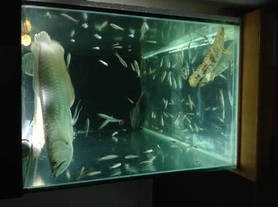 90魚缸可以養銀龍到多長：90cm長的魚缸可以生長到接近缸長的程度，需要注意什么 90魚缸可以養銀龍到多長：90cm長的魚缸可以生長到接近缸長的程度，需要注意什么 魚缸百科 第3張