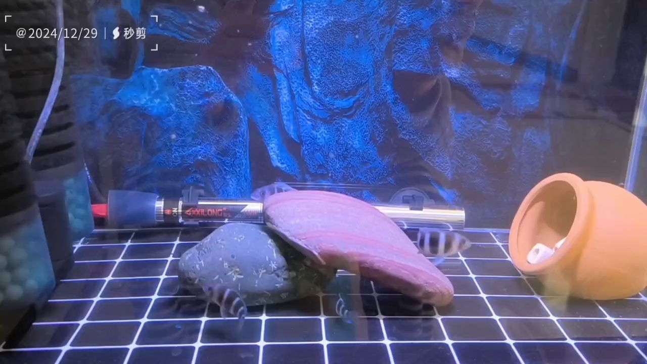 清晰了吧 清晰了吧 龍魚論壇