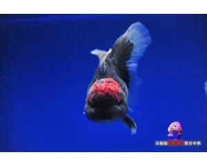 出售觀賞魚屬于什么類目（在抖音平臺(tái)上銷售觀賞魚需要注意以下幾個(gè)問題） 出售觀賞魚屬于什么類目（在抖音平臺(tái)上銷售觀賞魚需要注意以下幾個(gè)問題） 仟湖 第1張
