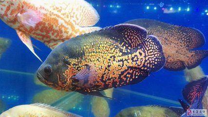 出售觀賞魚屬于什么類目（在抖音平臺(tái)上銷售觀賞魚需要注意以下幾個(gè)問題） 出售觀賞魚屬于什么類目（在抖音平臺(tái)上銷售觀賞魚需要注意以下幾個(gè)問題） 仟湖 第2張