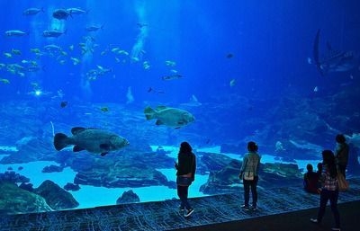 祥龍水族館親子活動報名
