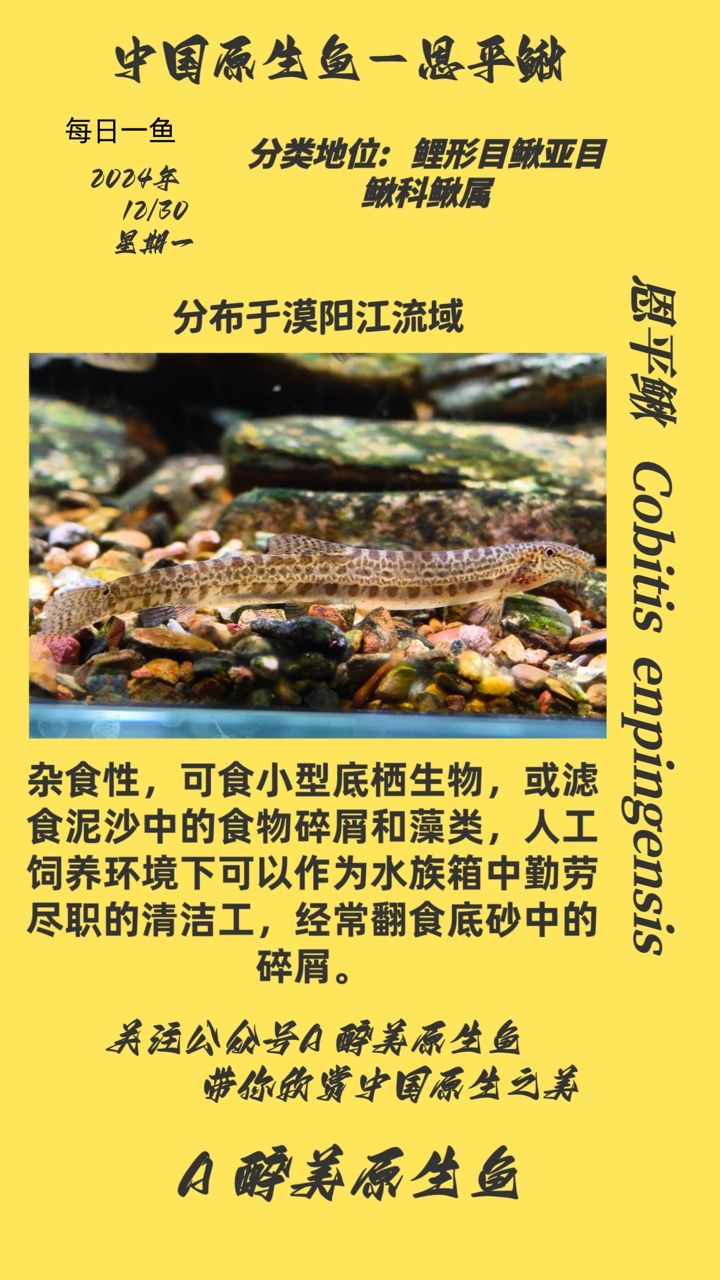 恩平鰍