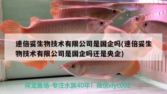 速倍妥生物技術有限公司是國企嗎(速倍妥生物技術有限公司是國企嗎還是央企)