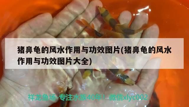 豬鼻龜的風水作用與功效圖片(豬鼻龜的風水作用與功效圖片大全)