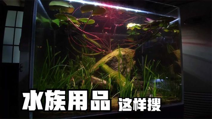 水族館去哪里拿貨便宜（成都天華農副產品批發市場） 水族館去哪里拿貨便宜（成都天華農副產品批發市場） 水族館百科（水族館加盟） 第2張