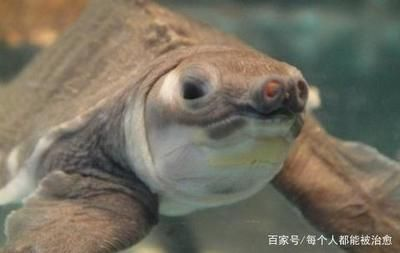 求購豬鼻龜：豬鼻龜吃什么長得快 求購豬鼻龜：豬鼻龜吃什么長得快 豬鼻龜百科 第5張
