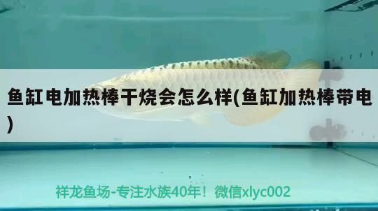 魚缸電加熱棒干燒會怎么樣(魚缸加熱棒帶電)