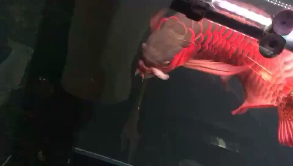 魚缸用增氧泵價格是多少:魚缸增氧機(jī)-xtrac增氧機(jī)-xtrac增氧機(jī) 舒服喂喂魚 龍魚論壇 舒服喂喂魚 舒服喂喂魚 龍魚論壇