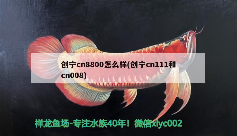 創寧cn8800怎么樣(創寧cn111和cn008)