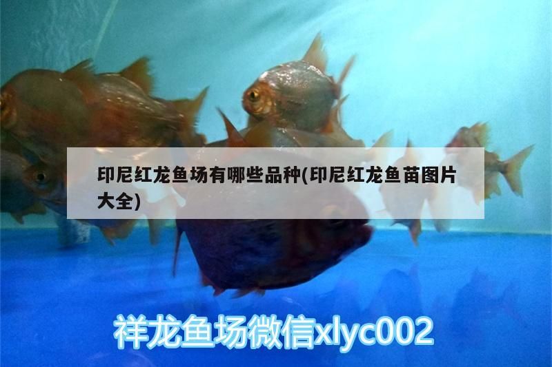 魚缸 印尼紅龍魚場有哪些品種(印尼紅龍魚苗圖片大全) 紅龍魚百科 印尼紅龍魚場有哪些品種(印尼紅龍魚苗圖片大全) 印尼紅龍魚場有哪些品種(印尼紅龍魚苗圖片大全) 紅龍魚百科