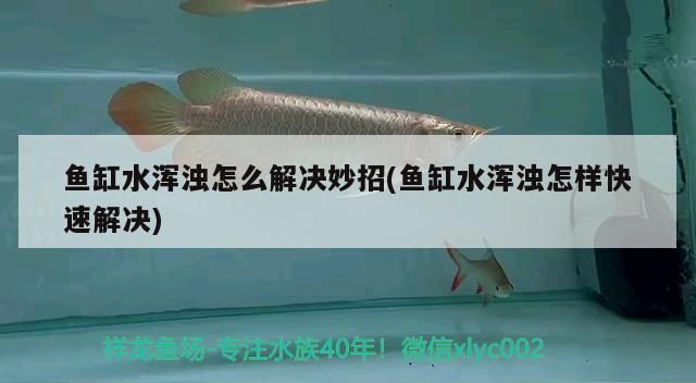魚缸水渾濁怎么解決妙招(魚缸水渾濁怎樣快速解決)