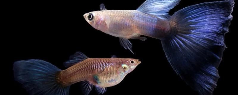 40魚(yú)缸養(yǎng)多少鳳尾魚(yú)苗：40厘米的魚(yú)缸可以養(yǎng)多少條鳳尾魚(yú)苗