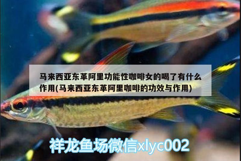 馬來西亞東革阿里功能性咖啡女的喝了有什么作用(馬來西亞東革阿里咖啡的功效與作用) 馬來西亞東革阿里功能性咖啡女的喝了有什么作用(馬來西亞東革阿里咖啡的功效與作用) 馬來西亞咖啡