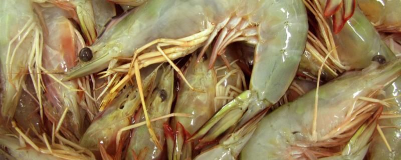 野生河蝦喜歡吃什么食物
