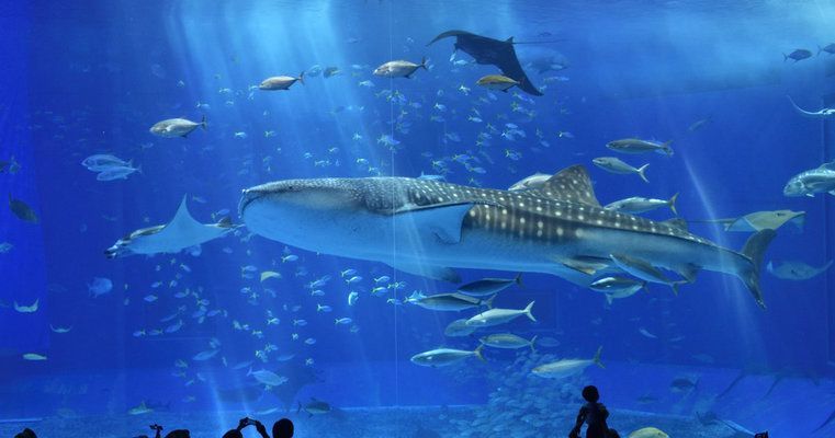 美麗海水族館官網地址（沖繩美麗海水族館官網地址）