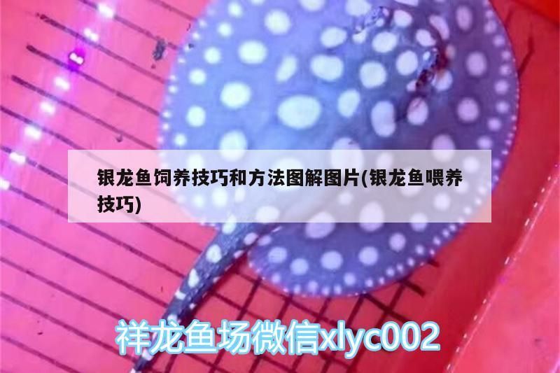 銀龍魚飼養技巧和方法圖解圖片(銀龍魚喂養技巧)