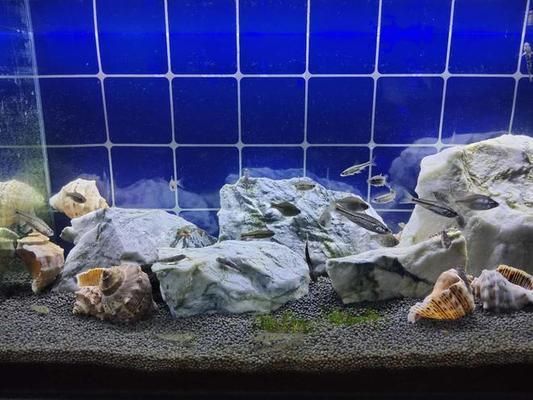 40魚缸養什么魚好:魚缸養魚的注意事項 魚缸百科 第1張 40魚缸養什么魚好:魚缸養魚的注意事項 40魚缸養什么魚好:魚缸養魚的注意事項 魚缸百科 第1張