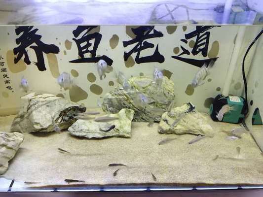 40魚缸養什么魚好：魚缸養魚的注意事項 40魚缸養什么魚好：魚缸養魚的注意事項 魚缸百科 第3張